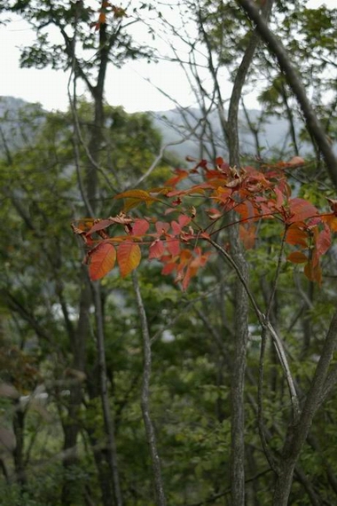 R̍gt@Pentax A35 35mm F2.8     1/350 f2.8