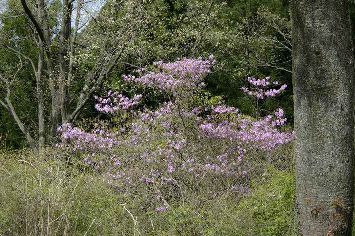 VIccWiRjGPentax DA55-200mm ED F4-5.6     50mm  1/500 f5.6