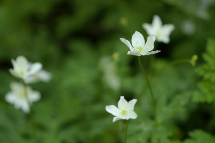 C`\EiejGPentax A100mm}N F4   1/90 f4