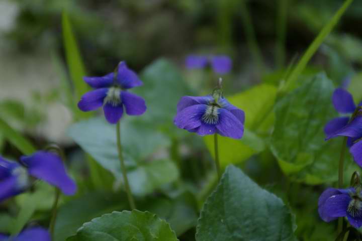 Q炢ĂiejGPentax DA18-55mm F3.5-5.6   55mm  1/60 f5.6