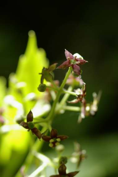 EOCXJYHi͂̐XjGPentax A100mm}N F4   1/125 f4