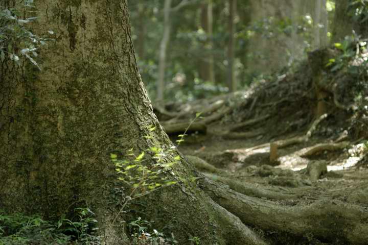 ~Yii͂̐XjGPentax A100mm}N F4   1/125 f4