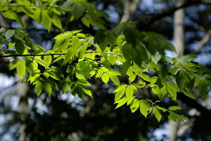 V΁i͂̐XjGPentax A100mm}N F4   1/500 f4