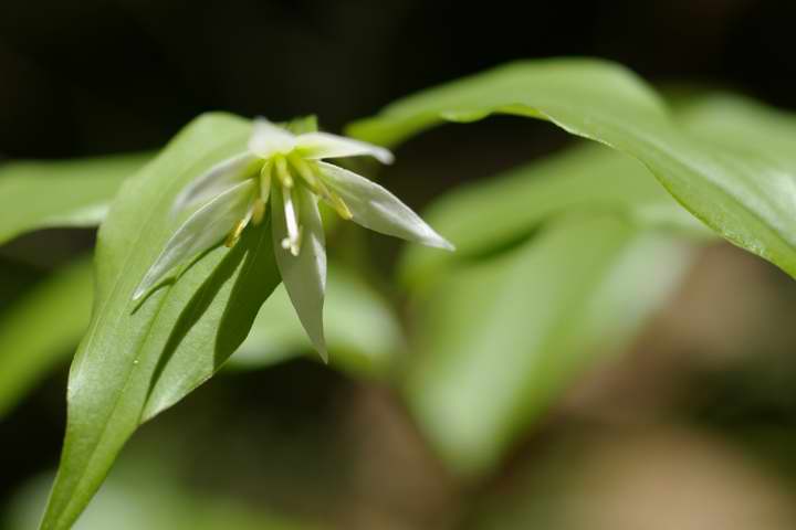 `Si͂̐XjGPentax A100mm}N F4   1/500 f4