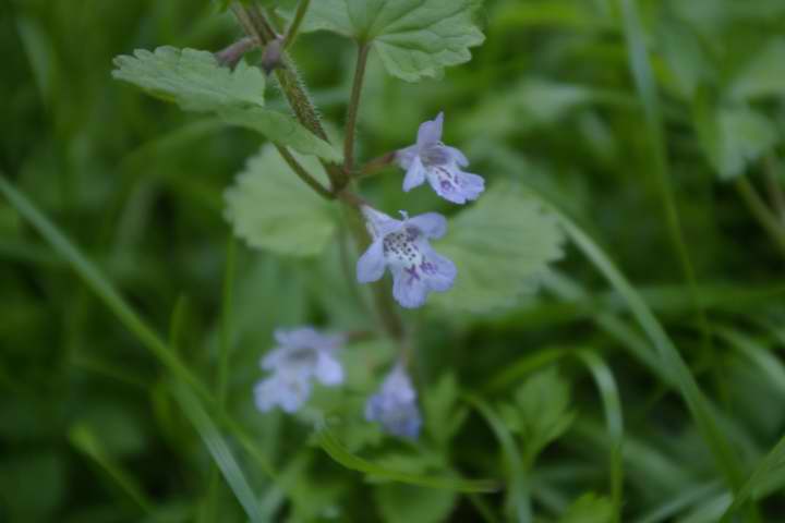 cNoL\EieѓjGPentax DA18-55mm F3.5-5.6 AL   55mm 1/60 f5.6