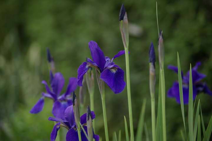 ̂߁GPentax DA50-200mm ED F4-5.6 @ 105mm  1/90 f4.5