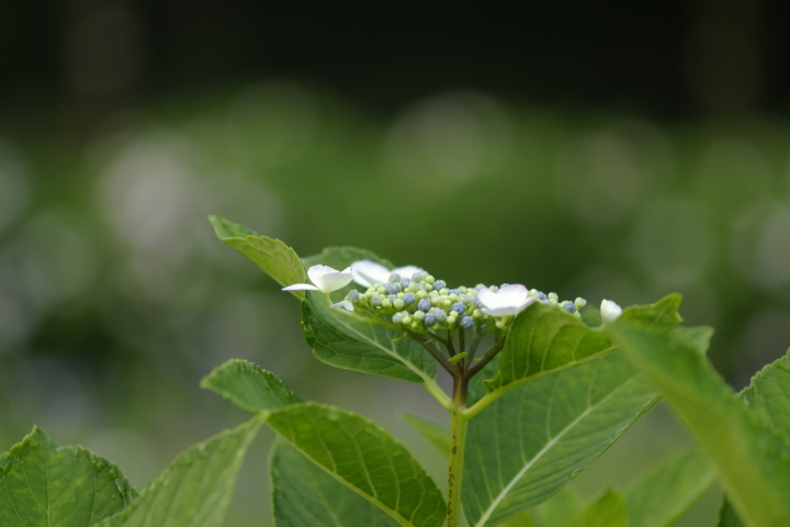 zԁ@Pentax MACRO FA100 F2.8 100mm/f2.8