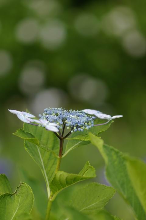 zԁ@Pentax MACRO FA100 F2.8 100mm/f2.8