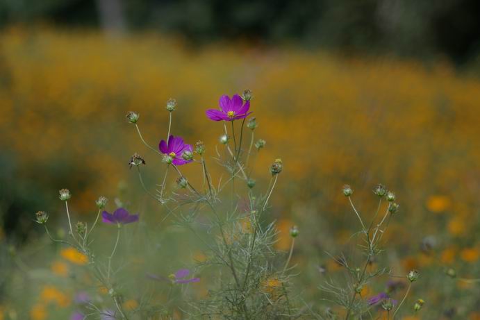 RXX@Pentax SMC-P120 120mm F2.8   1/4000 f3.5