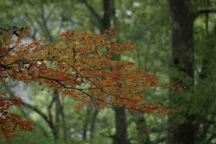 Pentax DA50-200mm ED F4-5.6    200mm 1/125 f5.6