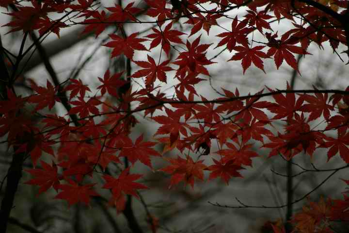 Pentax DA50-200mm ED F4-5.6    200mm 1/180 f5.6