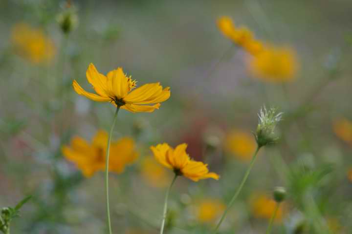 LoiRXXGPentax DFA100  }N F2.8  1/1000 f4